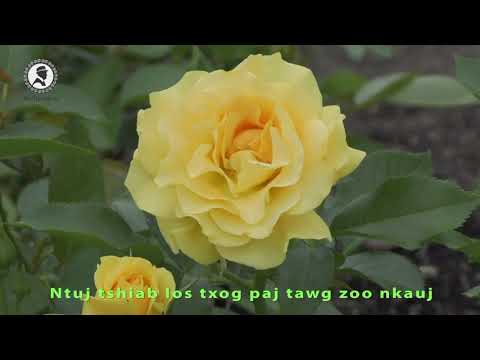 Video: Peony Kev puas tsuaj - Txhim kho Peonies puas hauv lub vaj