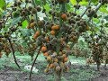 Implementación del cultivo de lulo con variedad castillo - La Finca de Hoy