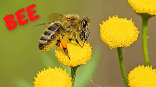 How Bees Collect Nectar From Flowers to Make Honey - Flowers Pollination