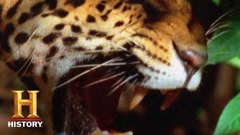 Bamazon: Sneak Peek | History