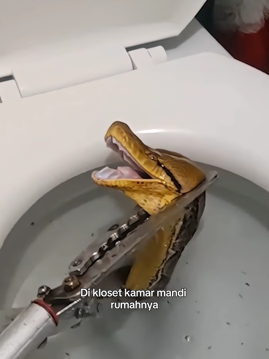 Kuning' Di Kloset Ternyata Ular 😱