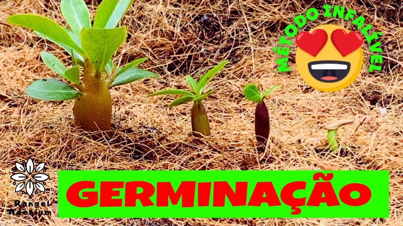 Rosa do Deserto a Germinação com Método Perfeito e descomplicado ! Montamos um berçário de sementes