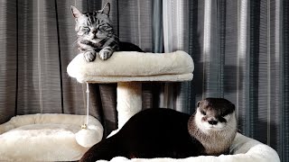 The cat cuddles up to the otter when he falls asleep [Otter life Day 270]【カワウソアティとにゃん先輩】