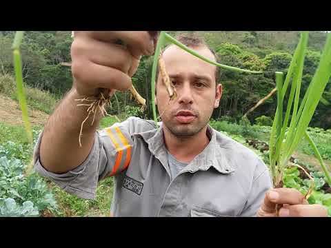 Vídeo: Cebolinhas: Reprodução Por Divisão