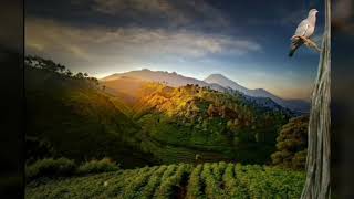Suara alam indahnya pagi (4) - status whatsapp