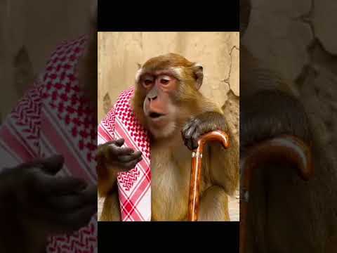 ههه واي ما قادر الذكاء الاصطناعى اكسبلور قرود ابها ضحك اشتراك بالقناة اشتراك اضحك