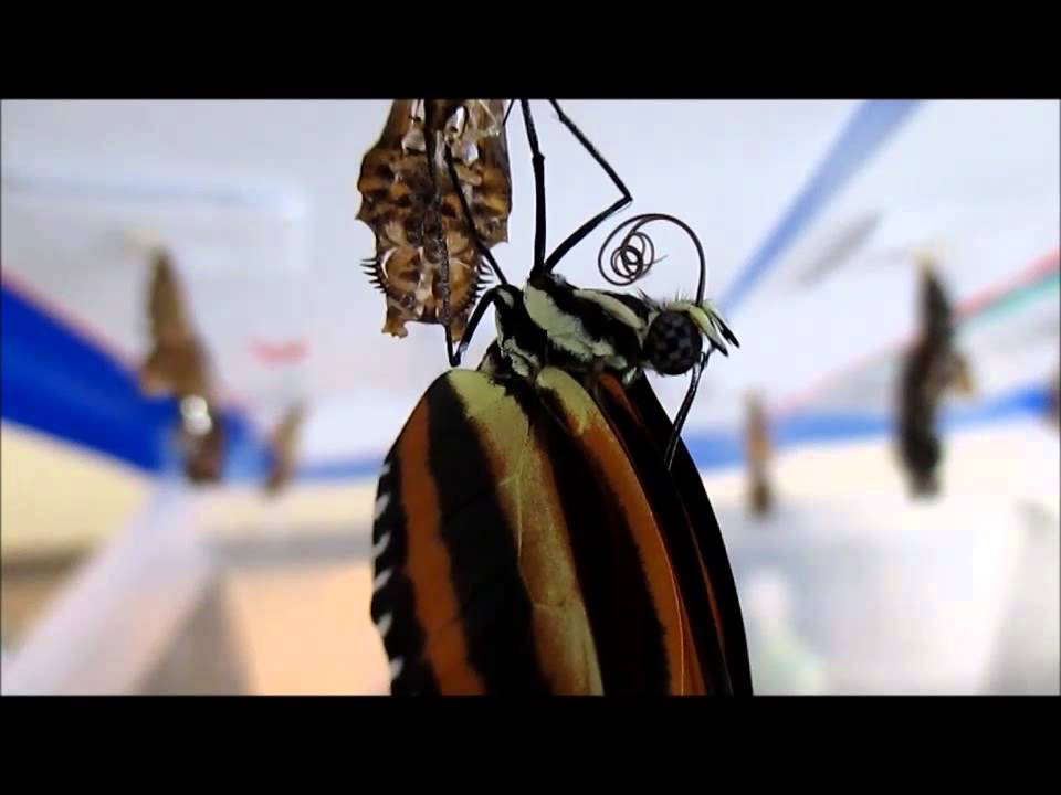 Butterfly Proboscis Diagram