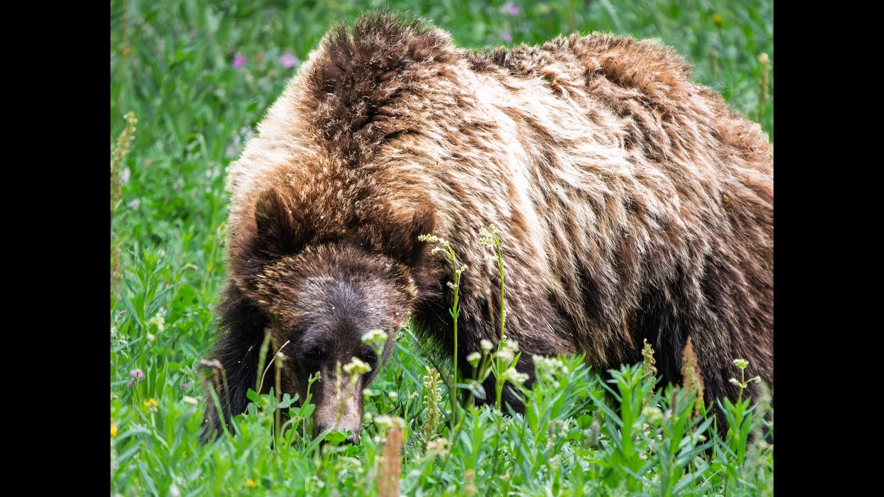 2025 Beartooth Plateau, WY and Henrys Lake, ID