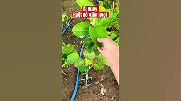 Cây Ổi Ruby ruột đỏ giòn ngọt | 0386569374 - Ngọc Ngân Bến Tre | Chuyên cây độc lạ