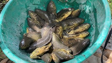 Tát Mương Bắt Nhiều Loại Cá Đồng Khủng Thấy Mà Ham | Tát Ao Bắt Cá Miền Tây | Hảo Quý Miền Tây