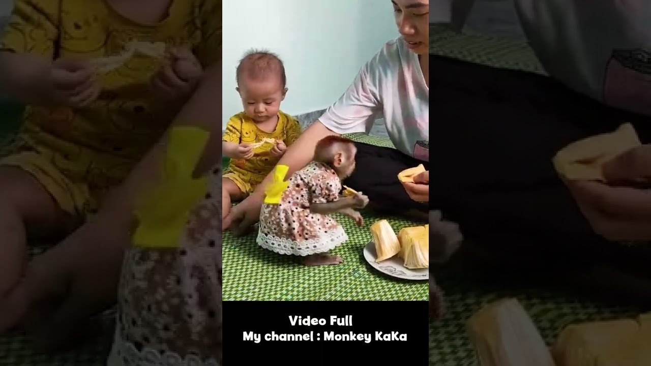 Monkey Hair Red Smart eats delicious jackfruit with Baby 