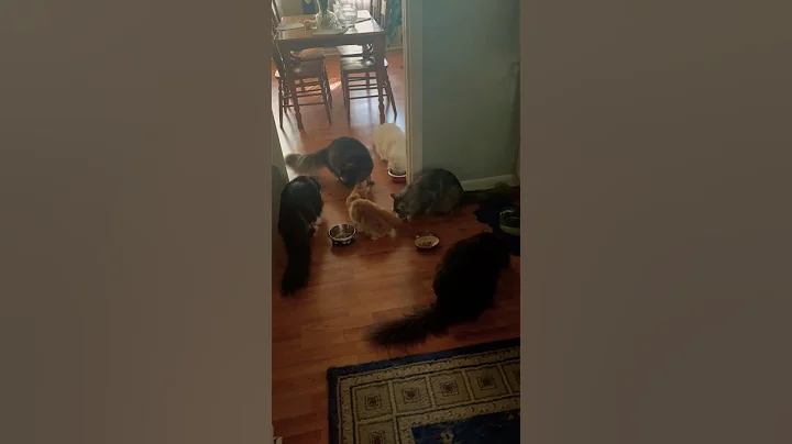 Watch the video about Mainecoons. Love ‘Em or Hate ‘Em #cats #kitten #catsrule #catlover