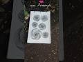 🌹rose Zentangle 🌹#art#zentangleart#drawing#doodle#illusion#trendingshorts#trending#viralvideo#yt