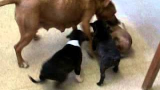 Staffordshire Terrier Puppies