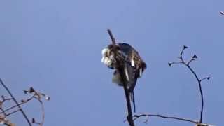 Whiskered Tree-swift