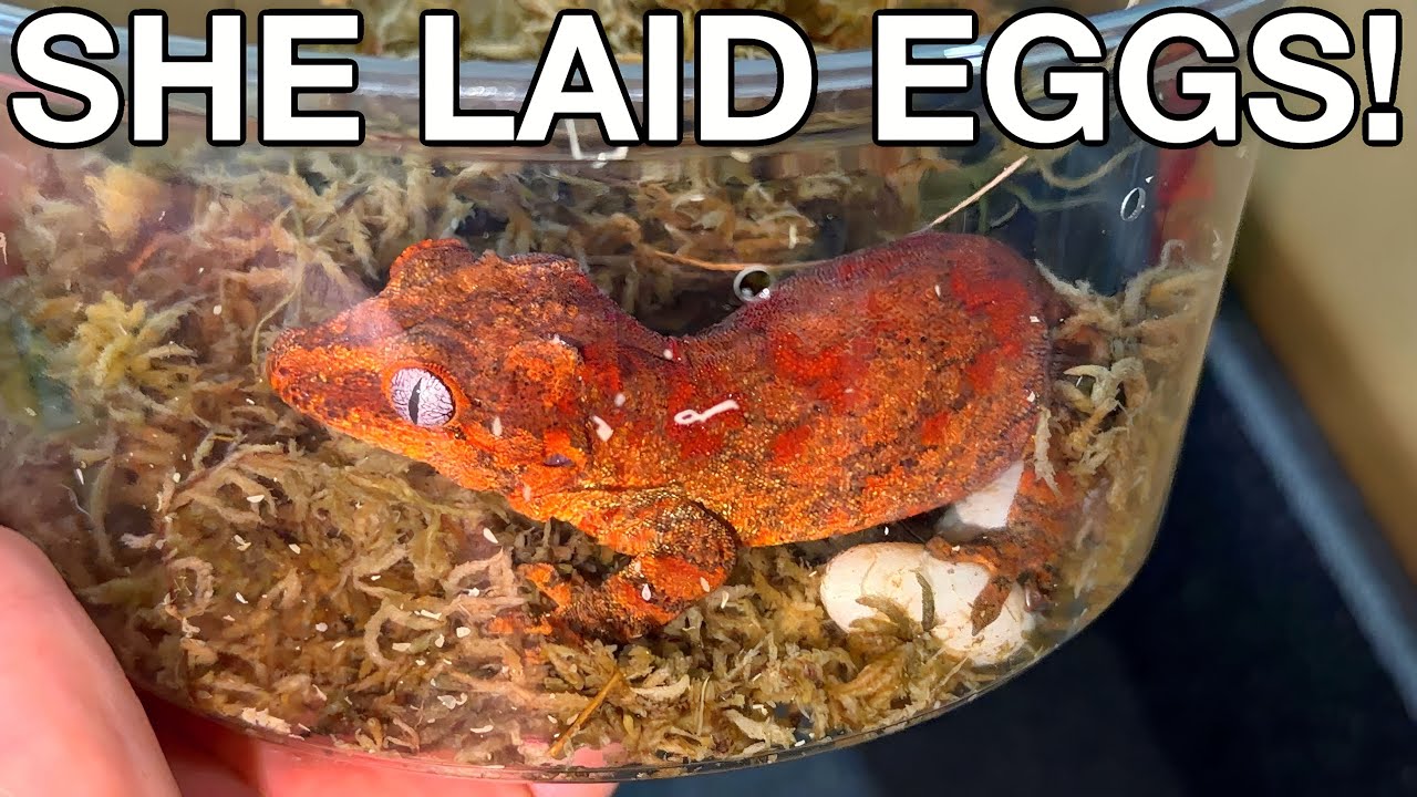 Gargoyle Gecko Laid EGGS During Shipping!