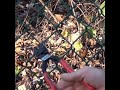 KNIPEX 71 01 200 CoBolt® Compact Bolt Cutter #knipex #knipextools #aunco