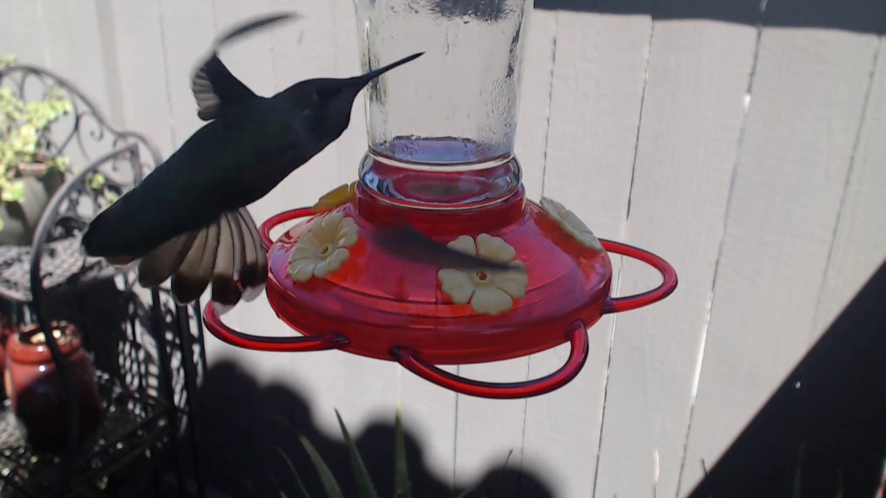 video phone beyonce mp3 Bella Hummingbird Nest Cam 08-23-2018 14:19:19 - 15:19:19