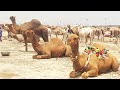 Camel market karachi  documentary