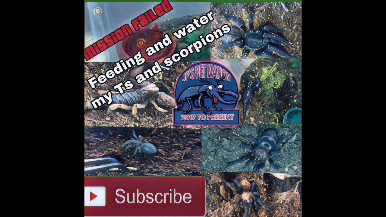 exotic pets nj Scorpion drinking water Plus feeding attempts