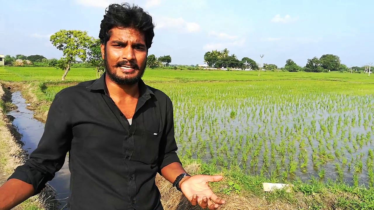 யூரியாவிற்க்கு பதிலாக மீன் அமிலம் பயன்பாடு..