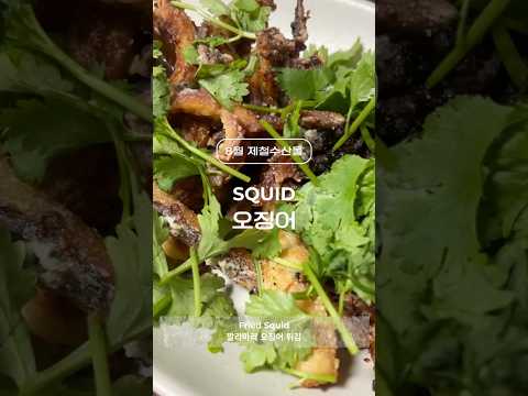 가을 제철해산물 오징어 Squid