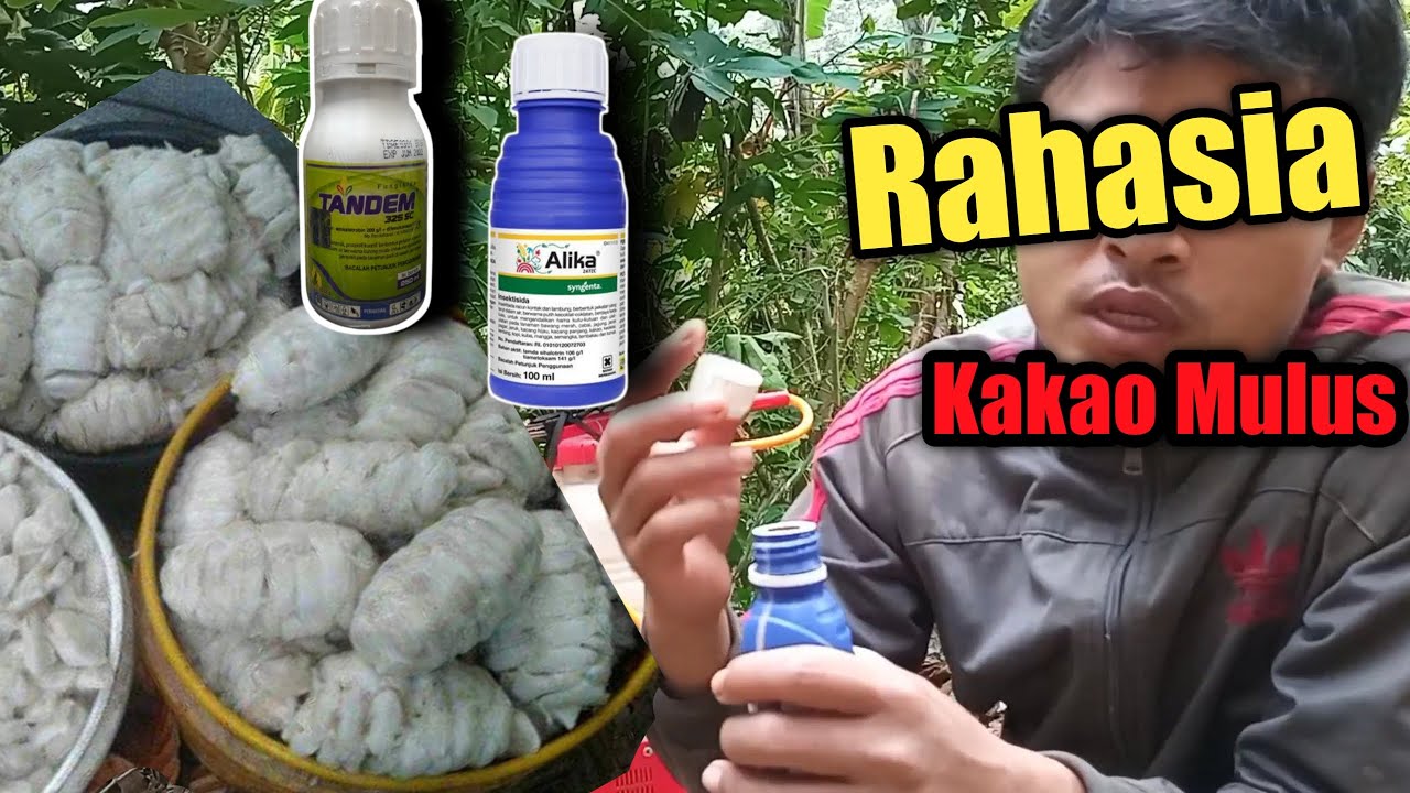Dosis & Cara Penyemprotan Insektisida Alika dan fungisida Tandem pada tanaman Kakao