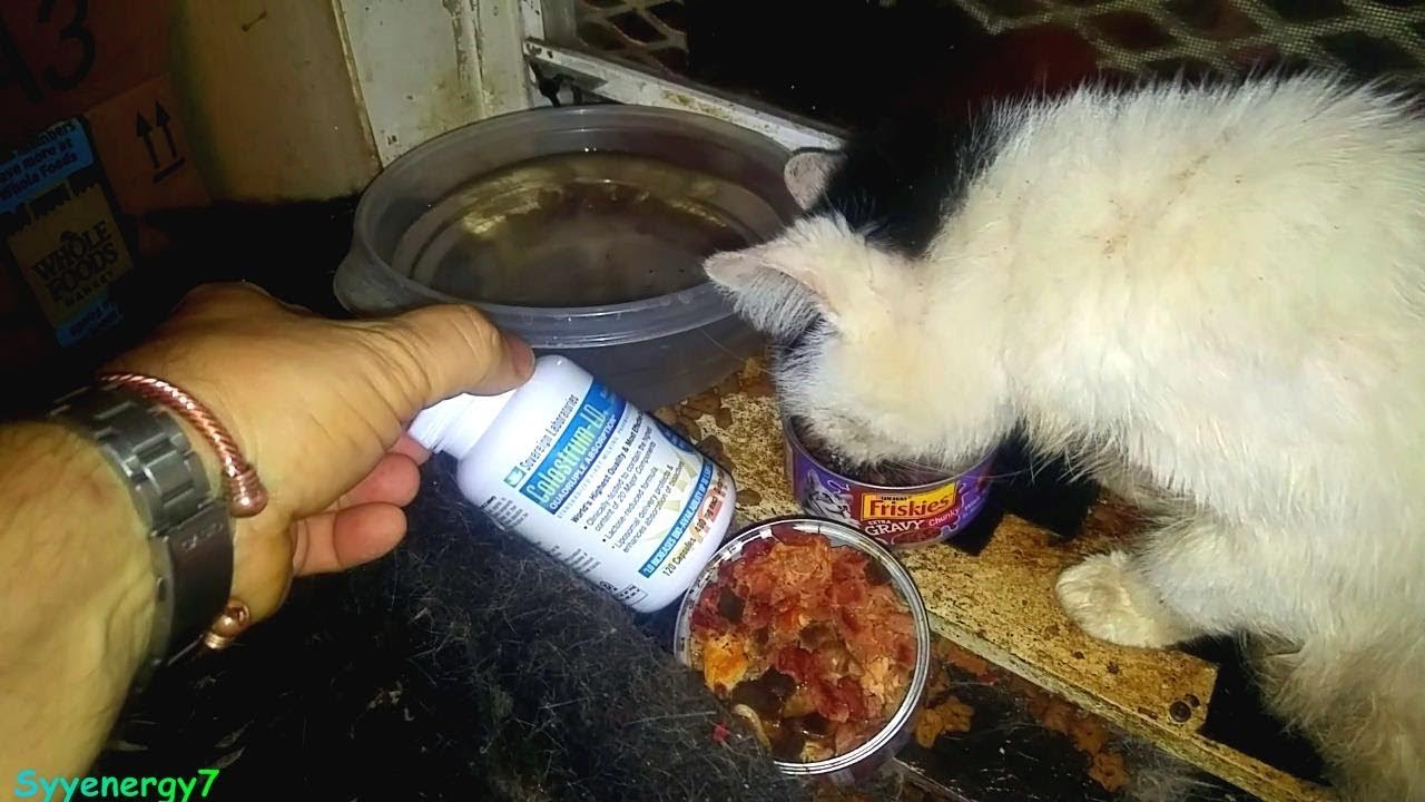 Precious Kitty CAT Healing, Colostrum and GCMAF