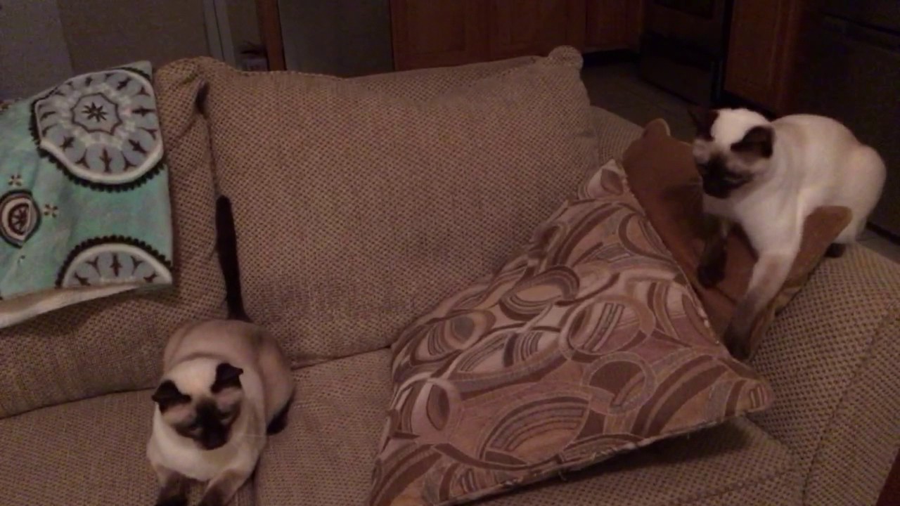 Funny Siamese cats - YouTube