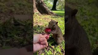 Awww! That's so sweet... 😍🥰🥰🥰❤❤❤ #shorts #squirrel #strawberry Awww! That's so sweet... 😍🥰🥰🥰❤❤❤ #shorts #squirrel #strawberry