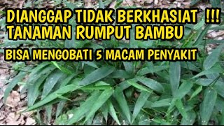 WAW !!! 5 MANFAAT RUMPUT BAMBU BAGI KESEHATAN TUBUH !!