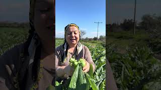 Bugün Tekrardan Enginar Bahçeme Geldim .Çok İstediniz Tekrar Taze Enginarın Çanağını Çıkartıyorum