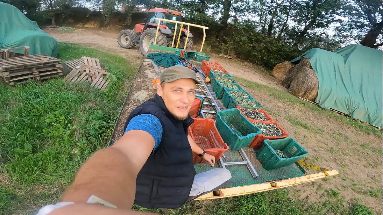 ЖИЗНЬ В ИТАЛЬЯНСКОЙ ДЕРЕВНЕ !!СБОР ОЛИВОК НА МАСЛО !! (Sottotitoli Italiani)