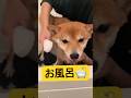 心が痛かった💧#柴犬 #豆柴 #shibainu #犬 #犬のいる暮らし #shorts