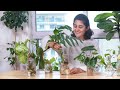 Propagate Indoor plant cuttings in water with me| Garden Up
