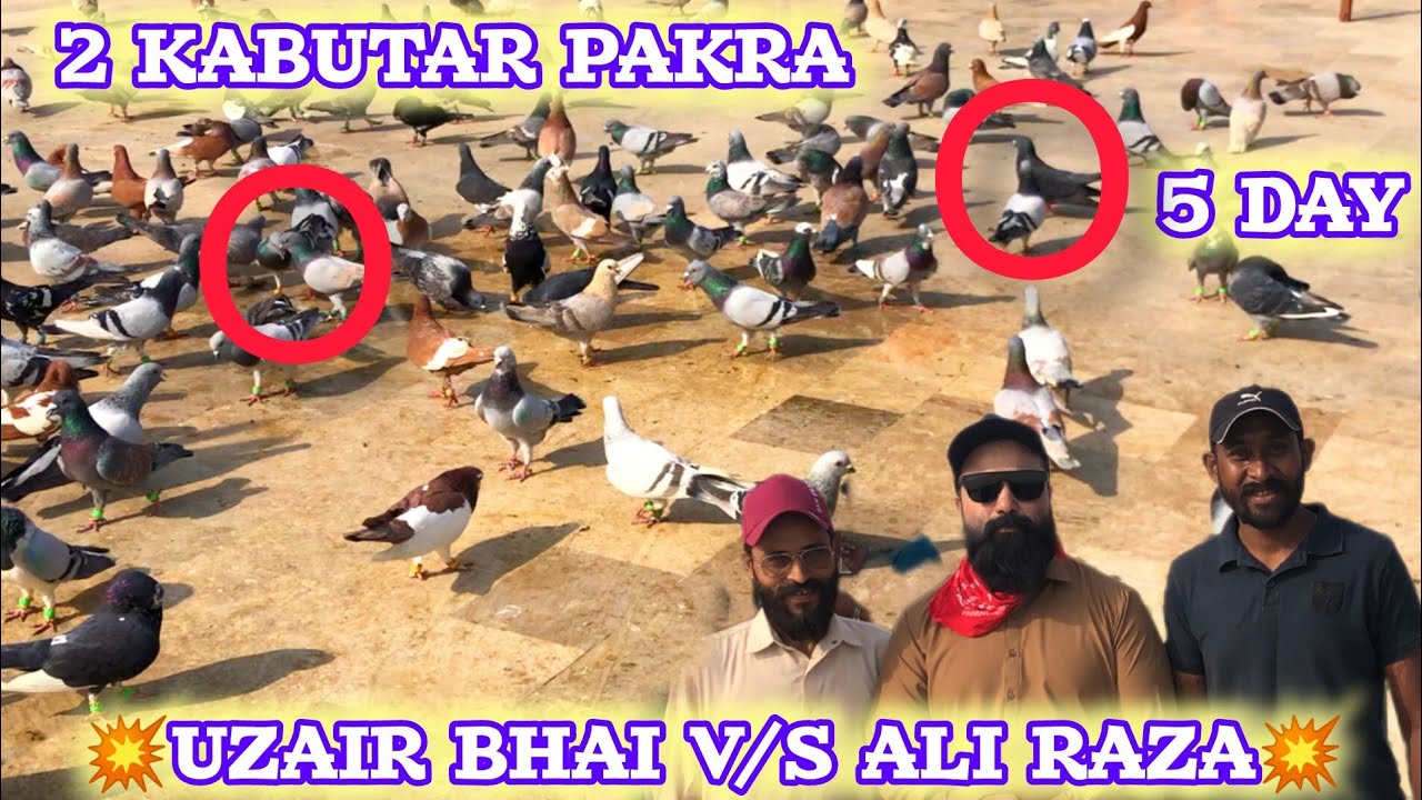 2 Kabutar pakra | UZAIR bhai V/S Ali Raza|600 kabutaron kiladaiyan | karachi Kabootarbaazi 2026 5day