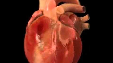 AT3.01 Movimientos del corazon