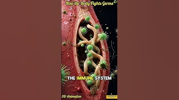 Het immuunsysteem uitgelegd | Hoe het lichaam bacteriën bestrijdt in een 3D-medische animatie