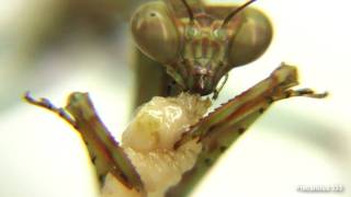 Mega Mantis L6 Eats Maggot