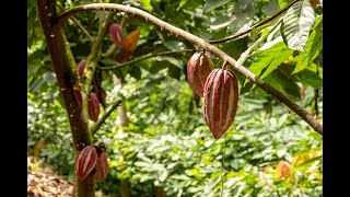 Nieuwe video - De Q'anil Trecena (10 t/m 22 januari 2026)