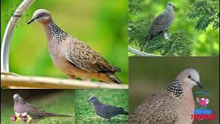 suara burung terkukur | spotted dove sound effect | ringtone | mp3