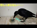 【腹筋崩壊】【吹いたら負け】カラスにオルゴールを与えてみたら凄かった(笑) 曲を聴くのか撃退か？ 2017年10月2日、カラス、494g