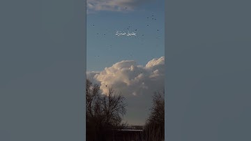 القرآن الكريم دواء القلوب 💚