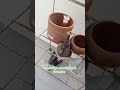 Coisas antigas do Nordestino