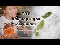 Тля как корм для лягушат? Собираем еду!