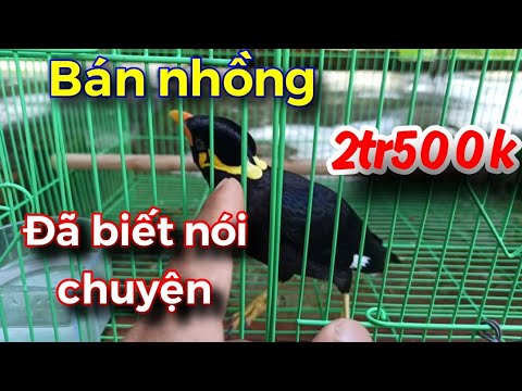 Video Bán nhồng (Yểng) đã biết nói chuyện,cập nhật chim mới... - youtube
