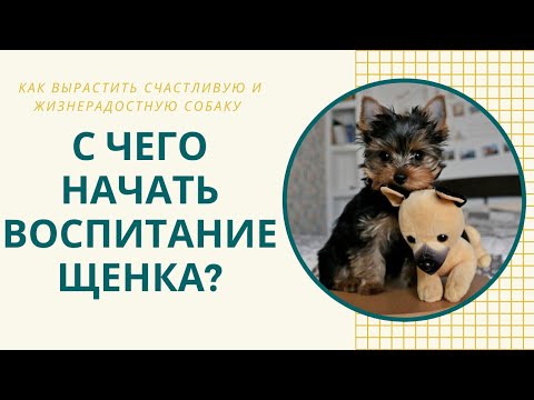 Как воспитывать щенка?