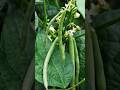 RHIZOBIUM, दलहनी फसलों की जड़ों में गांठे क्यों पाई जाती हैं, NEET BIOLOGY