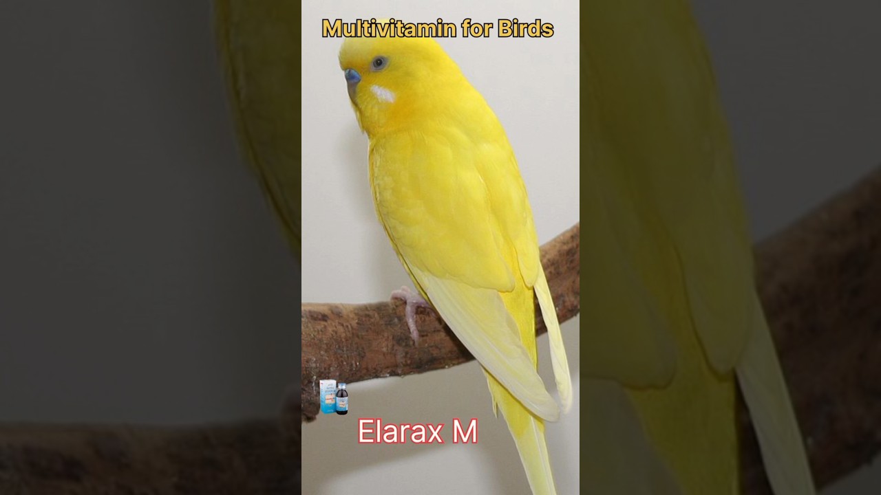 Best Multivitamin for birds 