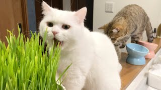 猫草のサラダバーをバクバク食べるモフ猫！